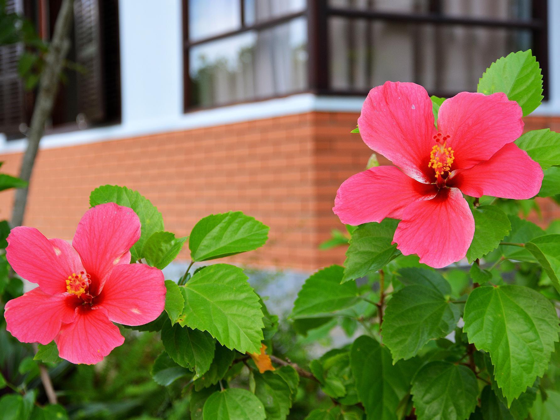 הוי אן Garden Aroma Homestay מראה חיצוני תמונה