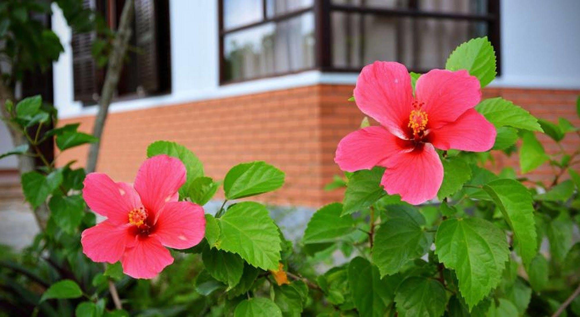 הוי אן Garden Aroma Homestay מראה חיצוני תמונה