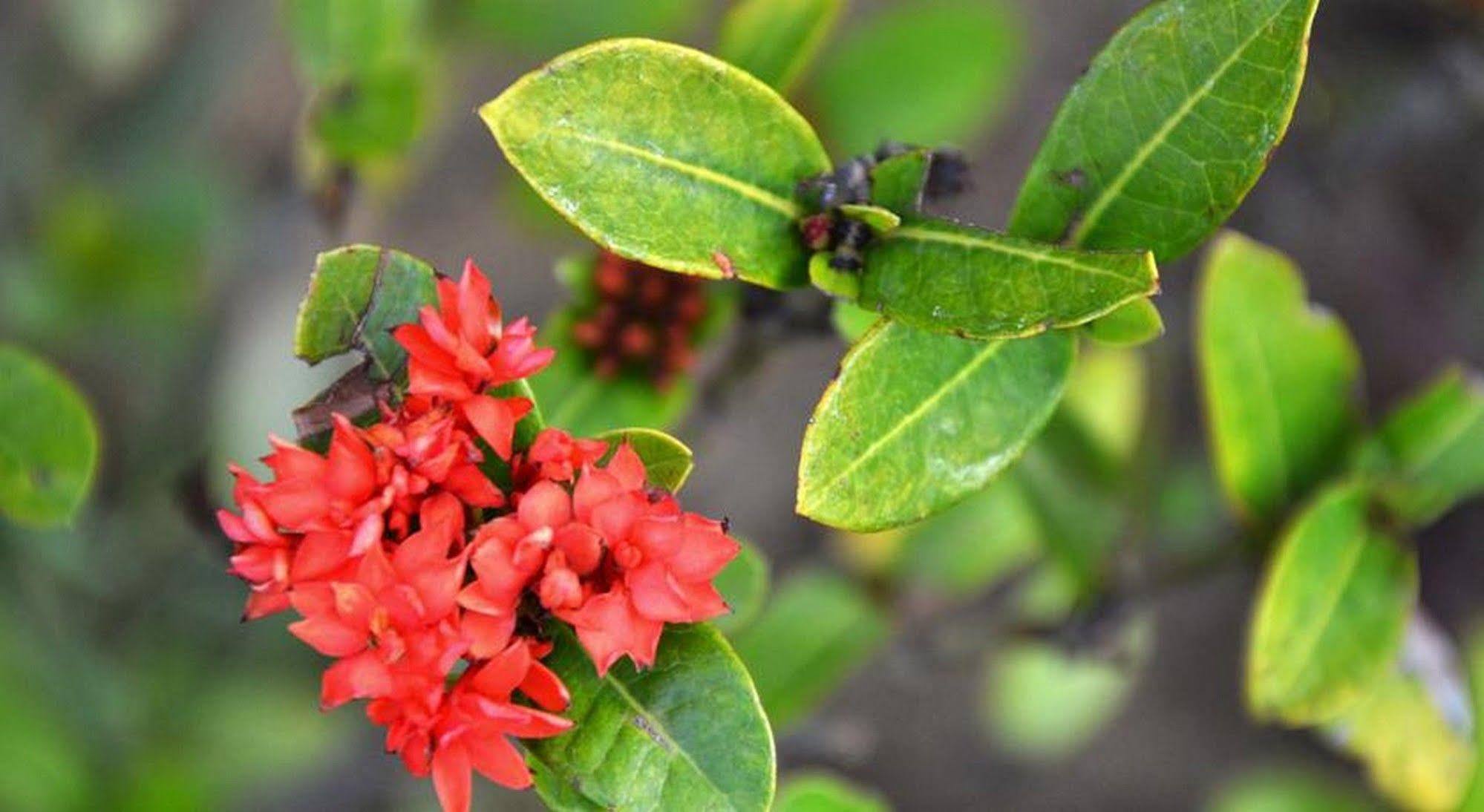 הוי אן Garden Aroma Homestay מראה חיצוני תמונה