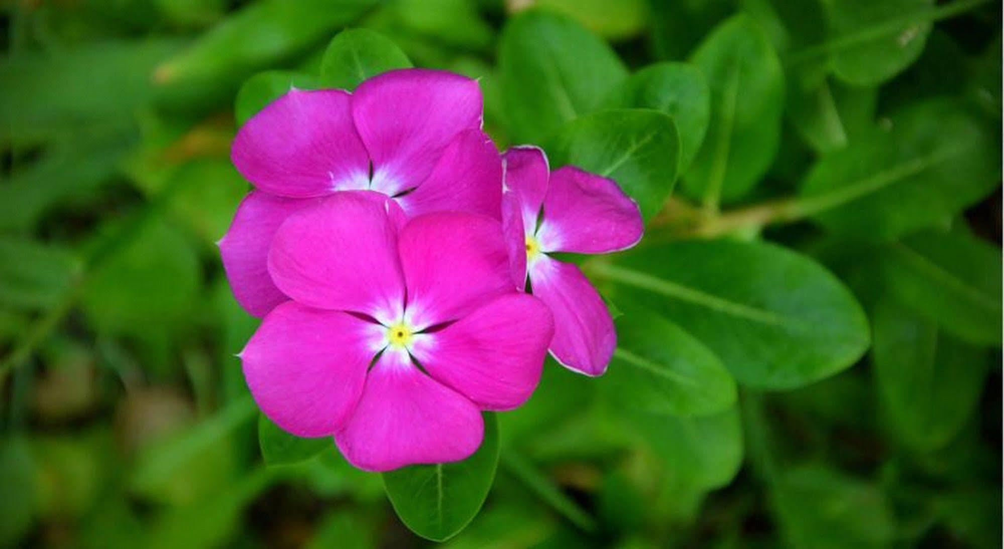 הוי אן Garden Aroma Homestay מראה חיצוני תמונה