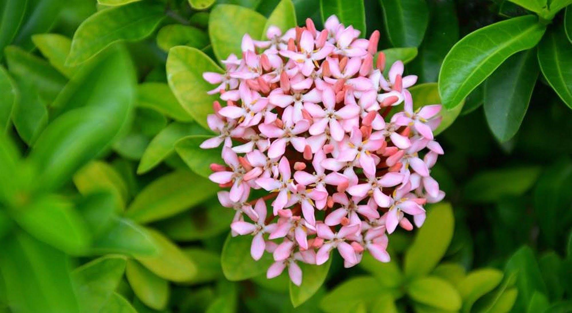 הוי אן Garden Aroma Homestay מראה חיצוני תמונה